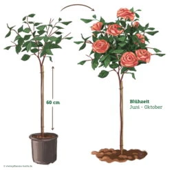 Stammrose 'Käthchen Von Heilbronn'®, Edelrose, Stammhöhe 60cm Im 7,5 Liter Topf -Madison Verkäufe 046080 Rosenstamm apricot rosa 122132