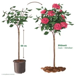 Stammrose 'Kölle's Rosensymphonie'®, Edelrose, Stammhöhe 60 Cm Im 7,5 Liter Topf -Madison Verkäufe 046080 Rosenstamm pink 122127