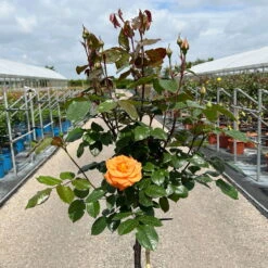 Stammrose 'Westzeit®', Beetrose, Stammhöhe 60cm Im 7,5 Liter Topf -Madison Verkäufe 0460800408 Westzeit Halbstamm orange 4 126501