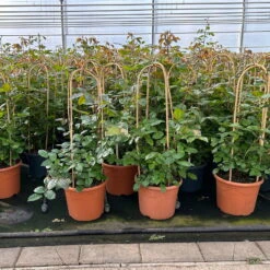 Beetrose 'Westpoint'®, Blutorange, Doppelbogen, Topf 10 Liter -Madison Verkäufe 0460850981 rose westpoint doppelbogen 1 124046