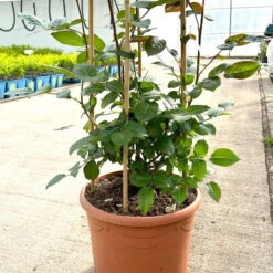 Beetrose 'Westpoint'®, Blutorange, Doppelbogen, Topf 10 Liter -Madison Verkäufe 0460850981 rose westpoint doppelbogen 3 124044