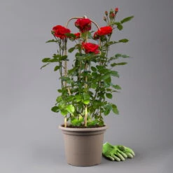 Beetrose 'Westpoint'®, Blutorange, Doppelbogen, Topf 10 Liter -Madison Verkäufe 0460850981 rose westpoint premium doppelbogen 3 t 125106