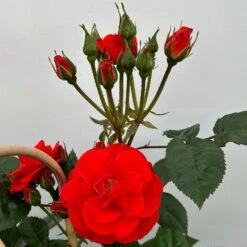 Beetrose 'Westpoint'®, Blutorange, Doppelbogen, Topf 10 Liter -Madison Verkäufe 0460850981 rose westpoint premium doppelbogen 4 124619