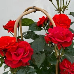 Beetrose 'Westpoint'®, Blutorange, Doppelbogen, Topf 10 Liter -Madison Verkäufe 0460850981 rose westpoint premium doppelbogen 5 124618