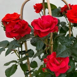 Beetrose 'Westpoint'®, Blutorange, Doppelbogen, Topf 10 Liter -Madison Verkäufe 0460850981 rose westpoint premium doppelbogen 6 124620