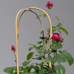 Duftende Edelrose 'Laudatio'®, Purpur-pinkviolett, Doppelbogen, Topf 10 Liter -Madison Verkäufe 0460851090 rose laudatio all in one doppelbogen 1 124097