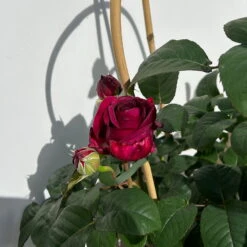 Duftende Edelrose 'Laudatio'®, Purpur-pinkviolett, Doppelbogen, Topf 10 Liter -Madison Verkäufe 0460851090 rose laudatio all in one doppelbogen 6 123906