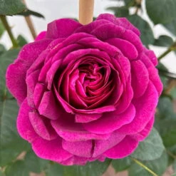 Duftende Edelrose 'Laudatio'®, Purpur-pinkviolett, Doppelbogen, Topf 10 Liter -Madison Verkäufe 0460851090 rose laudatio all in one premium doppelbogen 4 124622