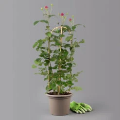 Duftende Edelrose 'Laudatio'®, Purpur-pinkviolett, Doppelbogen, Topf 7,5 Liter -Madison Verkäufe 0460851102 laudatio 2 125114