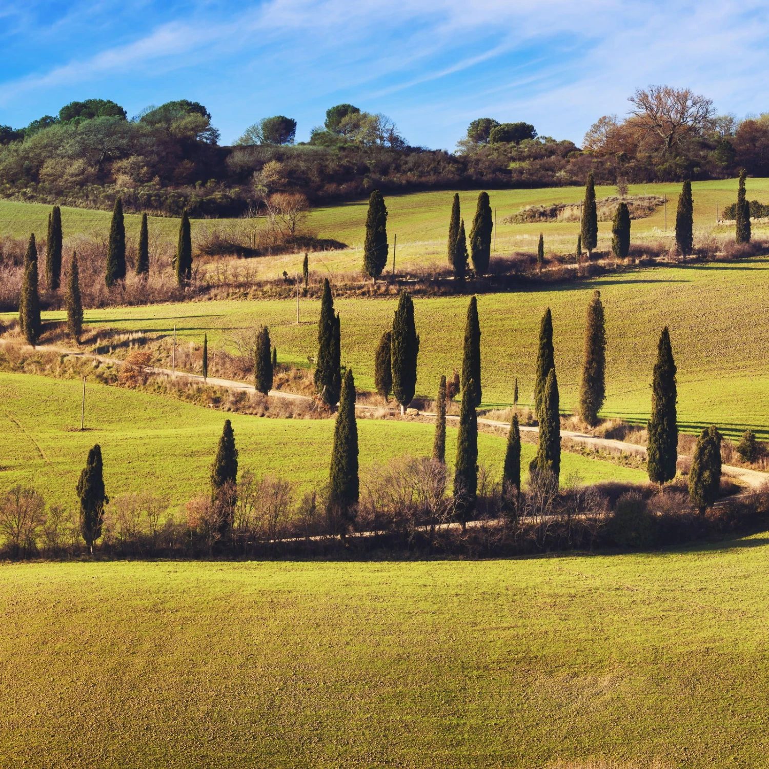 Winterharte Toskana-Zypresse 'Eisspitze'®, Höhe 150-175 Cm, Topf 20 Liter 3 Winterharte Toskana-Zypresse 'Eisspitze'®, Höhe 150-175 Cm, Topf 20 Liter