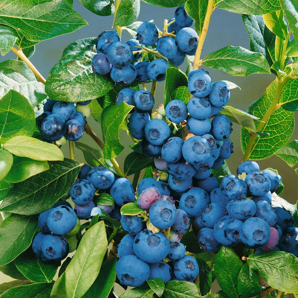 Heidelbeere 'Patriot', 4er-Set, Topf Je 2 Liter