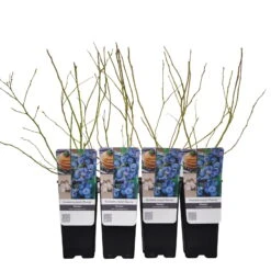 Heidelbeere 'Bluecrop', 4er-Set, Topf Je 2 Liter 7 Heidelbeere 'Bluecrop', 4er-Set, Topf Je 2 Liter -Madison Verkäufe 0480890249 Gartenheidelbeere Bluecrop 4er Set Co 2 lt WEB 2 89602