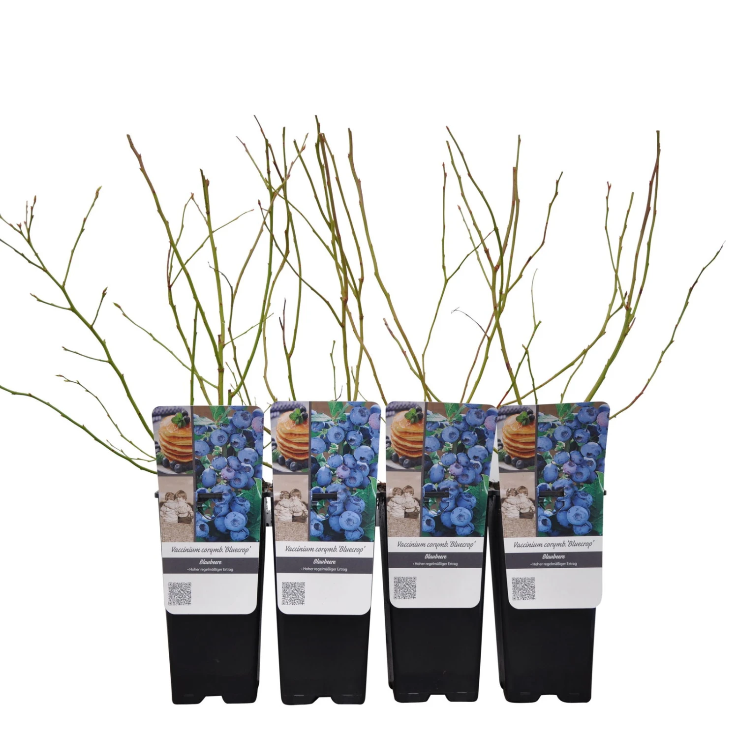 Heidelbeere 'Bluecrop', 4er-Set, Topf Je 2 Liter 4 Heidelbeere 'Bluecrop', 4er-Set, Topf Je 2 Liter – Bild 2