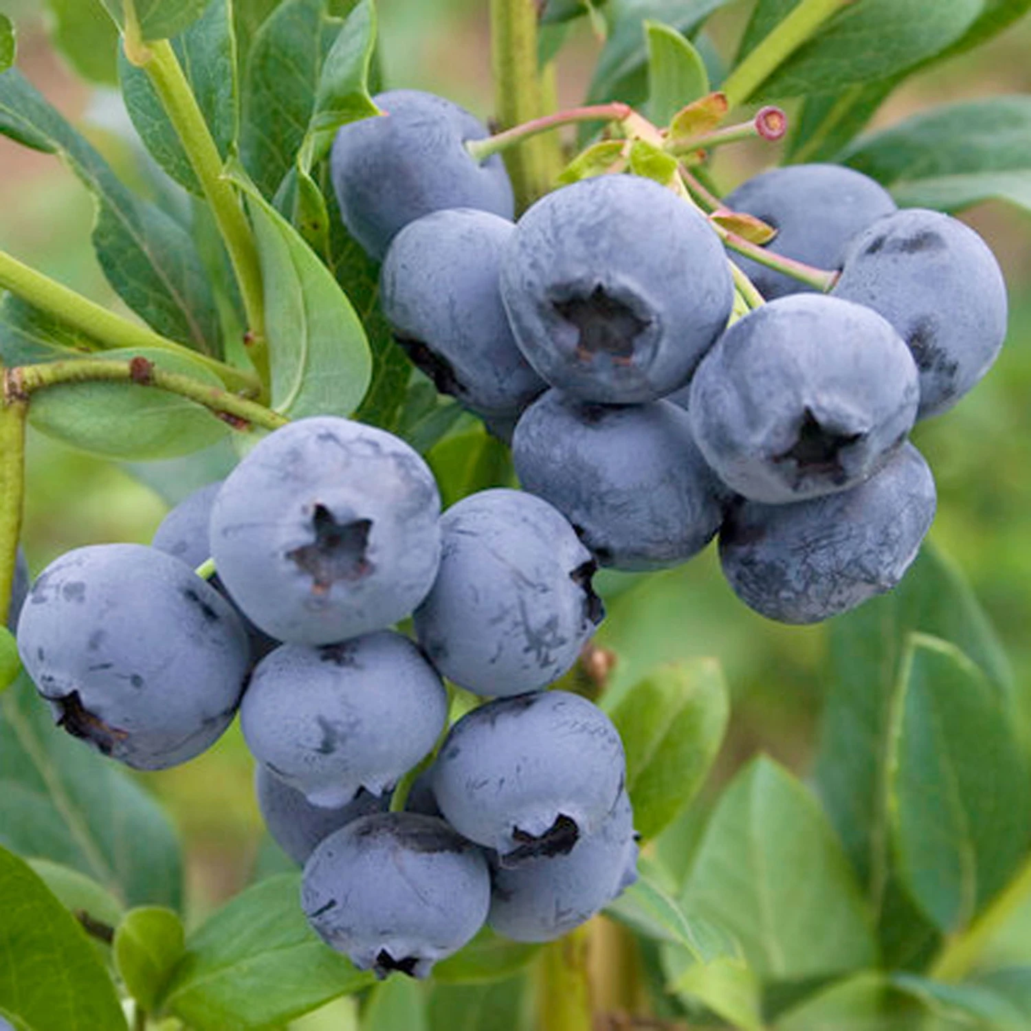 Heidelbeere 'Reka'®, 5er-Set, Höhe 40-60 Cm, Topf 5 Liter 3 Heidelbeere 'Reka'®, 5er-Set, Höhe 40-60 Cm, Topf 5 Liter