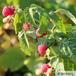 Zwerg-Himbeere Summer Lovers® 'Patio Red', 5 L Topf -Madison Verkäufe 0480900167 Summer Lovers Patio Red Sommerhimbeere 1 neu 91947