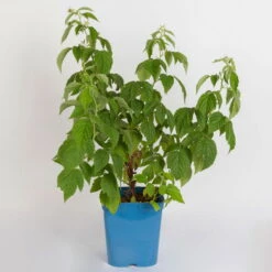 Zwerg-Himbeere Summer Lovers® 'Patio Red', 5 L Topf