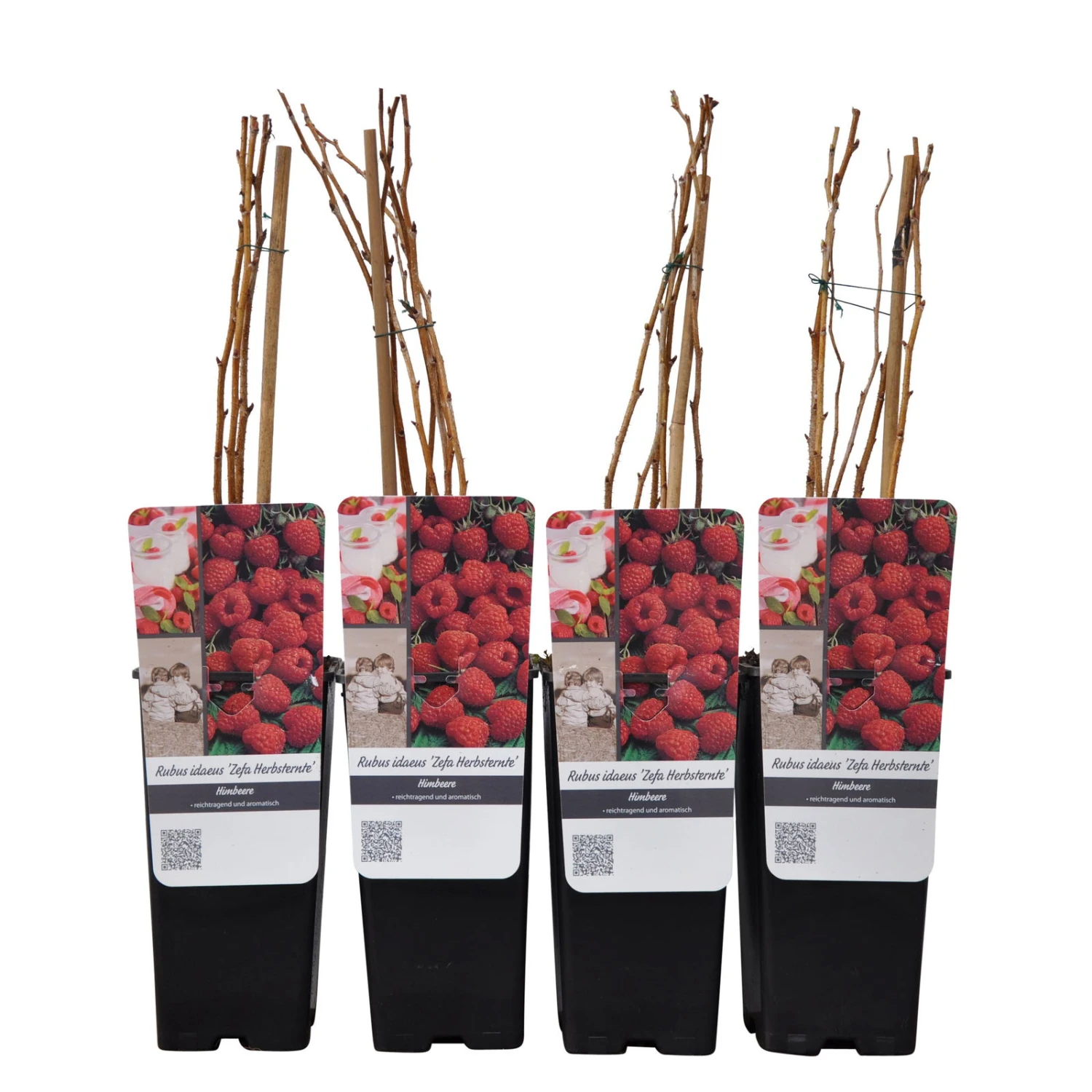 Herbsthimbeeren 'Zefa 3', 4er-Set, Topf Je 2 Liter 4 Herbsthimbeeren 'Zefa 3', 4er-Set, Topf Je 2 Liter – Bild 2