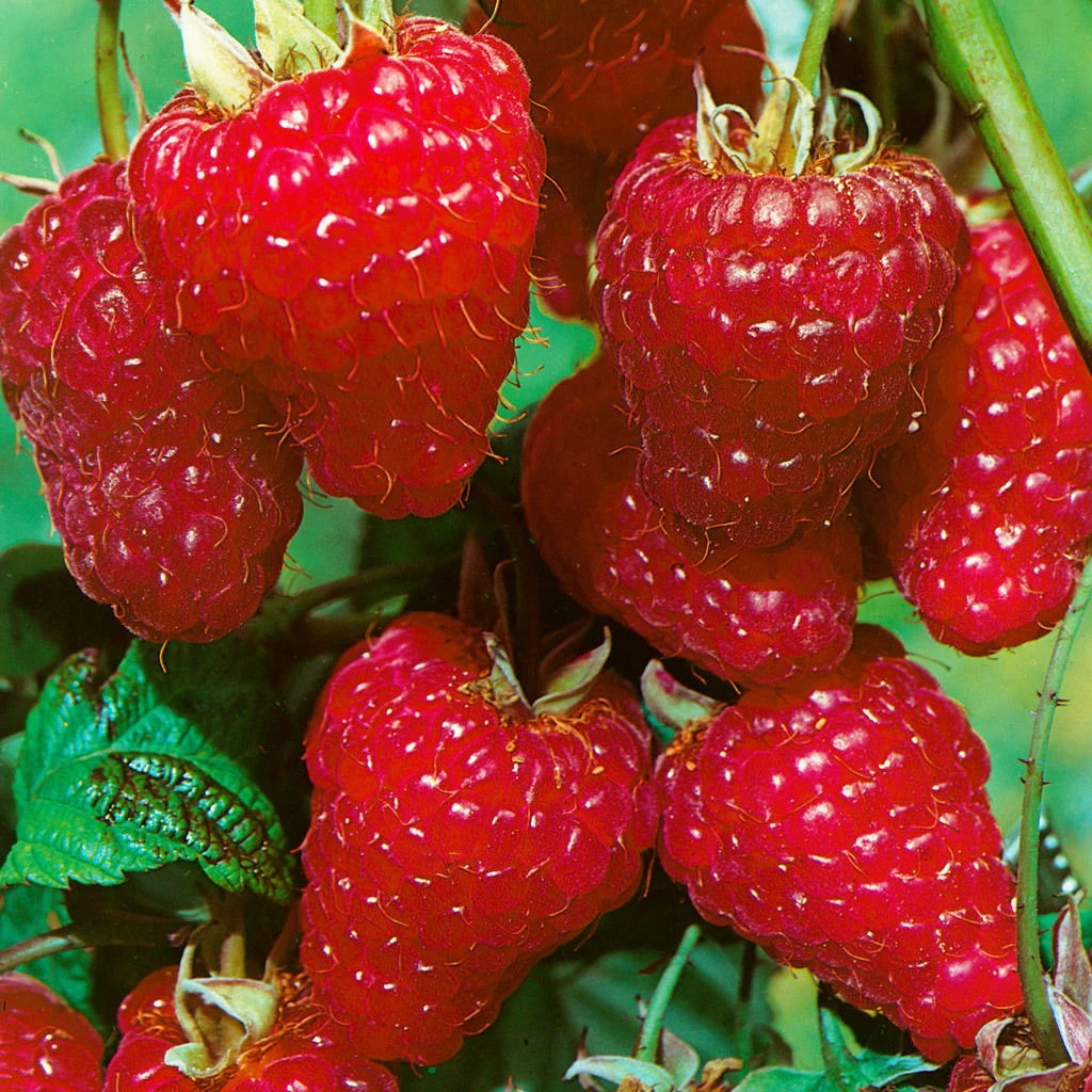 Herbsthimbeeren 'Zefa 3', 4er-Set, Topf Je 2 Liter 3 Herbsthimbeeren 'Zefa 3', 4er-Set, Topf Je 2 Liter