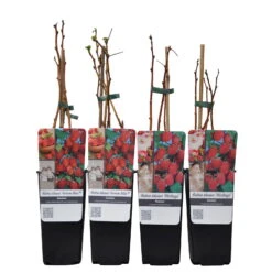 Herbsthimbeeren, 'Blissy® Autumn Bliss' + 'Heritage', 4er-Set, Topf Je 2 Liter 11 Herbsthimbeeren, 'Blissy® Autumn Bliss' + 'Heritage', 4er-Set, Topf Je 2 Liter -Madison Verkäufe 0480900203 Herbsthimbeeren Autumn Blis Heritage 4er Set Co 2 lt WEB 2 89622