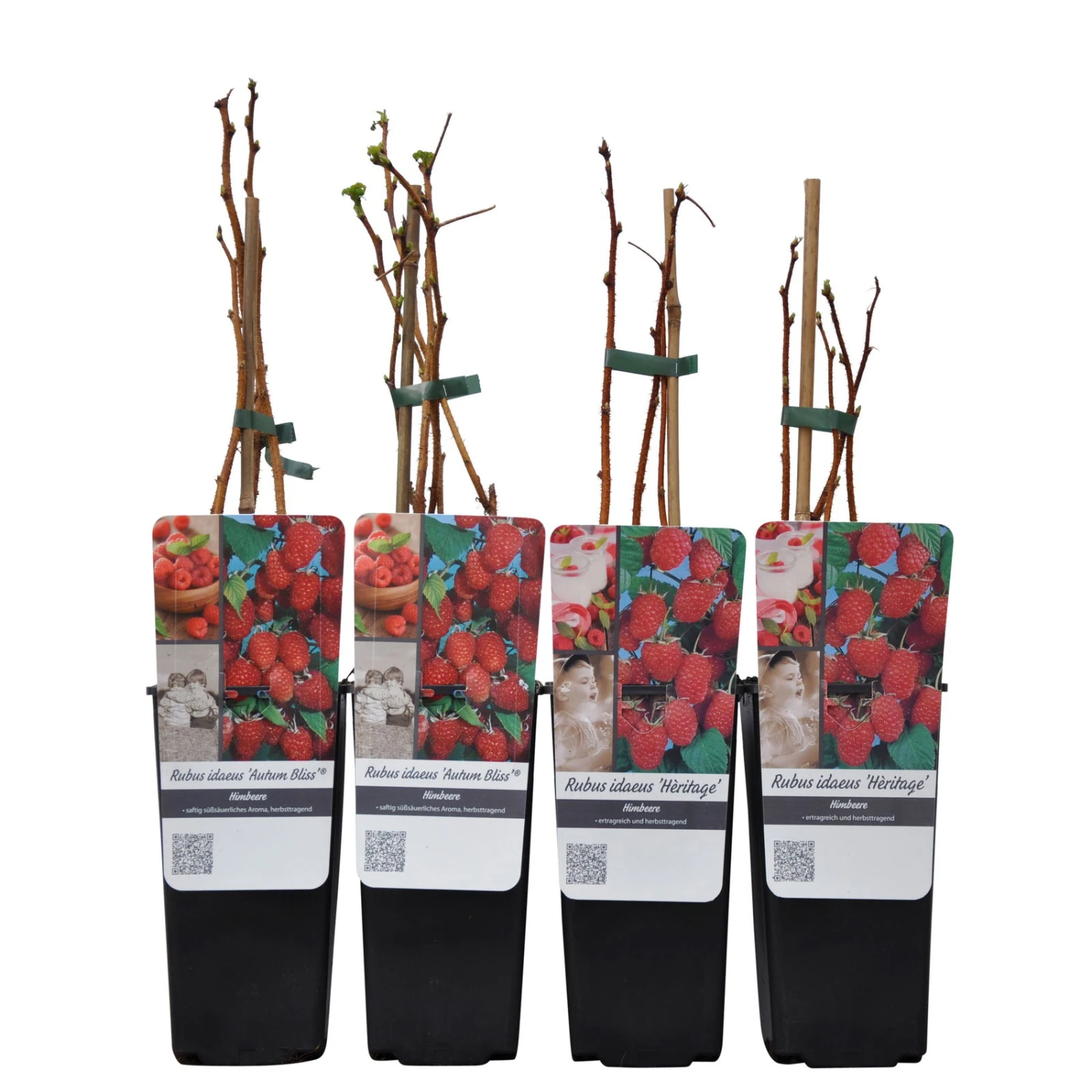 Herbsthimbeeren, 'Blissy® Autumn Bliss' + 'Heritage', 4er-Set, Topf Je 2 Liter 6 Herbsthimbeeren, 'Blissy® Autumn Bliss' + 'Heritage', 4er-Set, Topf Je 2 Liter – Bild 4