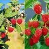 Herbsthimbeeren, 'Blissy® Autumn Bliss' + 'Heritage', 4er-Set, Topf Je 2 Liter 2 Herbsthimbeeren, 'Blissy® Autumn Bliss' + 'Heritage', 4er-Set, Topf Je 2 Liter -Madison Verkäufe 0480900203 Herbsthimbeeren Autumn Bliss Heritage 4er Set neu 88463