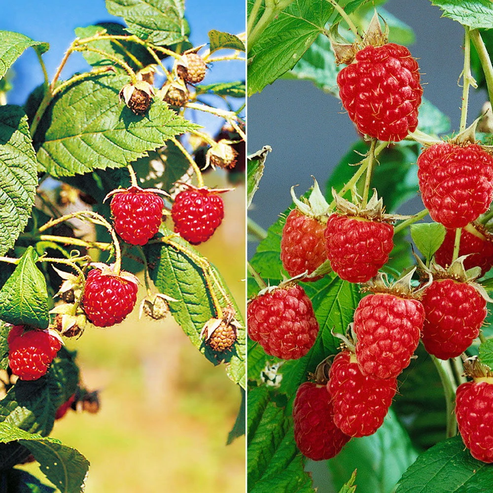 Herbsthimbeeren, 'Blissy® Autumn Bliss' + 'Heritage', 4er-Set, Topf Je 2 Liter 3 Herbsthimbeeren, 'Blissy® Autumn Bliss' + 'Heritage', 4er-Set, Topf Je 2 Liter
