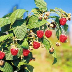 Herbsthimbeeren, 'Blissy® Autumn Bliss' + 'Heritage', 4er-Set, Topf Je 2 Liter 10 Herbsthimbeeren, 'Blissy® Autumn Bliss' + 'Heritage', 4er-Set, Topf Je 2 Liter -Madison Verkäufe 0480900203 Herbsthimbeeren Autumn Bliss Heritage 4er Set1 76452
