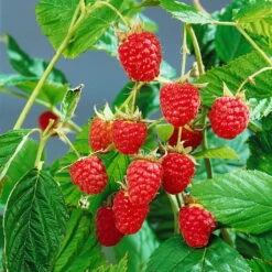 Herbsthimbeeren, 'Blissy® Autumn Bliss' + 'Heritage', 4er-Set, Topf Je 2 Liter 9 Herbsthimbeeren, 'Blissy® Autumn Bliss' + 'Heritage', 4er-Set, Topf Je 2 Liter -Madison Verkäufe 0480900203 Herbsthimbeeren Autumn Bliss Heritage 4er Set2 76451