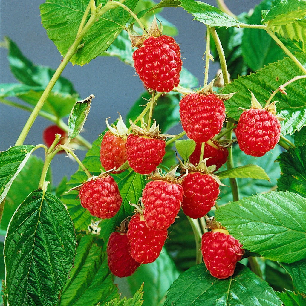 Herbsthimbeeren, 'Blissy® Autumn Bliss' + 'Heritage', 4er-Set, Topf Je 2 Liter 4 Herbsthimbeeren, 'Blissy® Autumn Bliss' + 'Heritage', 4er-Set, Topf Je 2 Liter – Bild 2