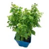 Zwerghimbeere Lowberry® Baby Dwarf®, 5 L Topf -Madison Verkäufe 0480900236 Baby Dwarf Zwerghimbeere 105181