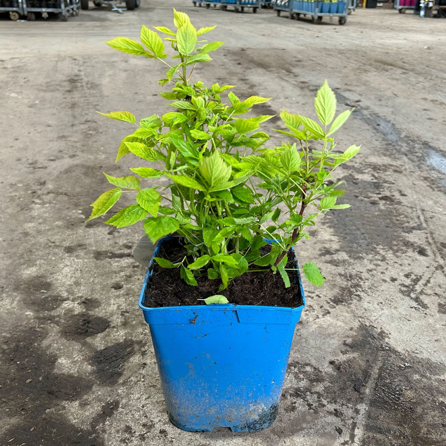 Zwerghimbeere Lowberry® Baby Dwarf®, 5 L Topf 4 Zwerghimbeere Lowberry® Baby Dwarf®, 5 L Topf – Bild 2