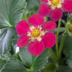 Erdbeere 'Fragoo® Toscana', Frühreif & öftertragend, Ampeltopf-Ø 27 Cm -Madison Verkäufe 0480910279 Toscana Erdbeerampel 27er Topf 2 111241