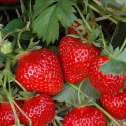 Klettererdbeere Hummi® "KletterToni", 9 Cm Topf Im 6er Set -Madison Verkäufe 0480910324 Hummi KletterToni 3 24638