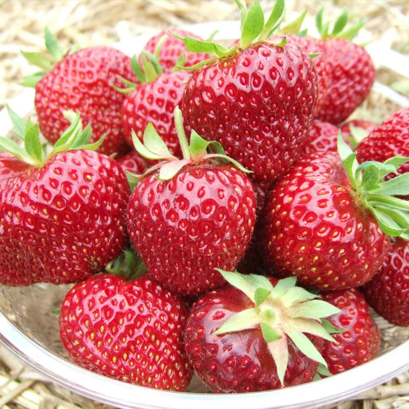 6er-Set Erdbeere Hummi® 'Aroma-Auslese', Je Im 9 Cm Topf 3 6er-Set Erdbeere Hummi® 'Aroma-Auslese', Je Im 9 Cm Topf