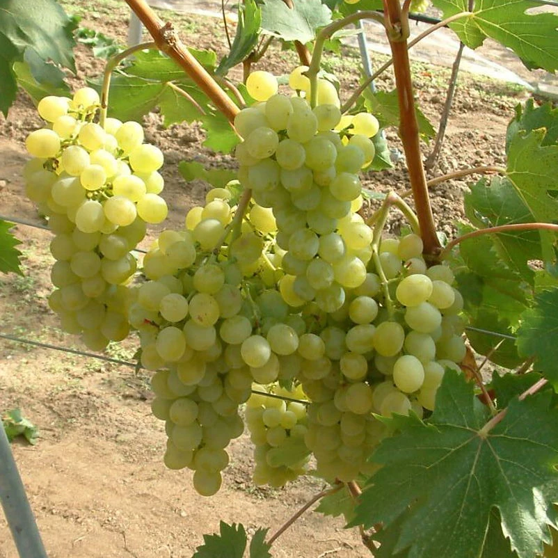 Tafeltraube 'Fanny®' 3 Tafeltraube 'Fanny®'