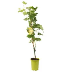 Tafeltraube 'Fanny®' 10 Tafeltraube 'Fanny®' -Madison Verkäufe 0480930125 Koelles Beste Tafeltraube Fanny weiss RGB 3 7136