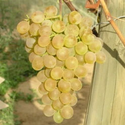 Tafeltraube 'Fanny®' 11 Tafeltraube 'Fanny®' -Madison Verkäufe 0480930125 Koelles Beste Tafeltraube Fanny weiss RGB 7007