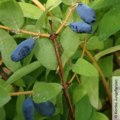 Sibirische Blaubeere, Lonicera Kamtschatika 'Balaleika®', Im Topf 5 Lt. 7 Sibirische Blaubeere, Lonicera Kamtschatika 'Balaleika®', Im Topf 5 Lt. -Madison Verkäufe 0480950522 Lonicera kamtschatika Balalaika Blaubeere 1 105864