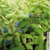 Sibirische Blaubeere, Lonicera Kamtschatika 'Balaleika®', Im Topf 5 Lt. -Madison Verkäufe 0480950522 Lonicera kamtschatika Balalaika Blaubeere 2 105863