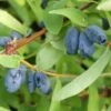 4er-Set Sibirische Blaubeere MyBerry® 'Bee' (Lonicera Kamtschatica), Höhe 25-30 Cm, Im 3 Liter Topf -Madison Verkäufe 0480950630 Lonicera kam MyBerry Bee 4er Set sib Blaubeere 025 030 Co3lt1 62589