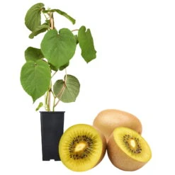 Gelbfruchtige Kiwi 'Golden Kiwi', 2er-Set, Topf 15 Cm Ø 11 Gelbfruchtige Kiwi 'Golden Kiwi', 2er-Set, Topf 15 Cm Ø -Madison Verkäufe 0480960140 Golden Kiwi Set inkl Befruchtersorte neu 88604