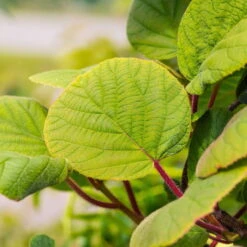 Grünfruchtige Kiwi 'Hayward', 2er-Set, Topf 15 Cm Ø -Madison Verkäufe 0480960141 0480960142 Hayward 87665