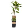 Männliche Kiwi 'Atlas', Topf-Ø 15 Cm, 2er-Set -Madison Verkäufe 0480960156 Actinidia chin Atlas 2er Set Kiwi maennl 030040 15er Topf WEB 98304
