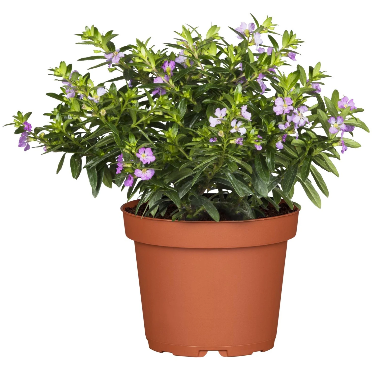 Japanische Scheinmyrte Lila/rosa, Topf-Ø 11 Cm, 6er-Set 4 Japanische Scheinmyrte Lila/rosa, Topf-Ø 11 Cm, 6er-Set – Bild 2