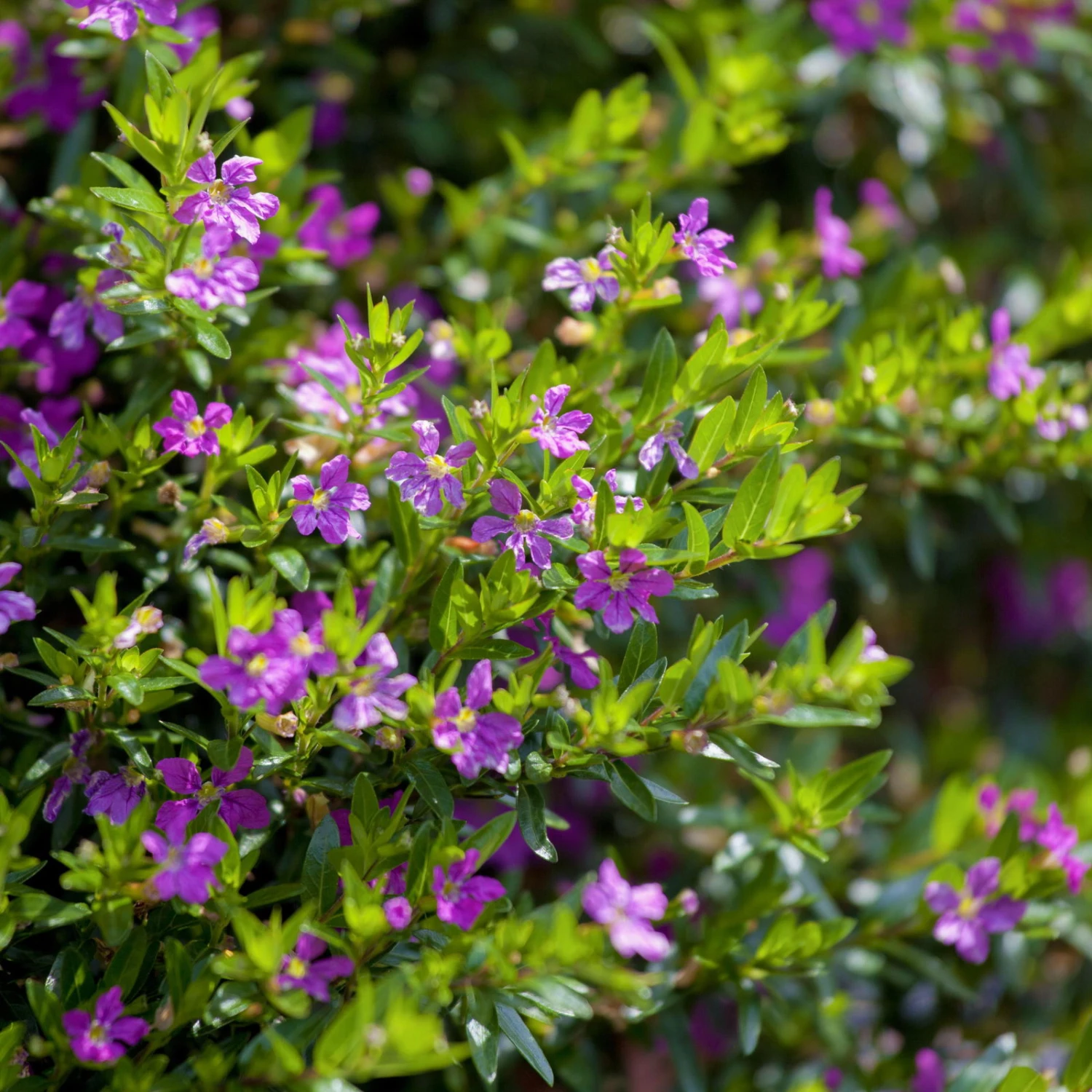 Japanische Scheinmyrte Lila/rosa, Topf-Ø 11 Cm, 6er-Set 3 Japanische Scheinmyrte Lila/rosa, Topf-Ø 11 Cm, 6er-Set