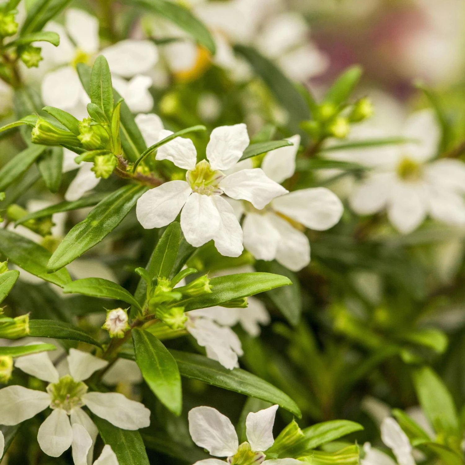 Japanische Scheinmyrte, 6er-Set, Cuphea Hyssopifolia, Weiß, Topf 11 Cm Ø 4 Japanische Scheinmyrte, 6er-Set, Cuphea Hyssopifolia, Weiß, Topf 11 Cm Ø – Bild 2