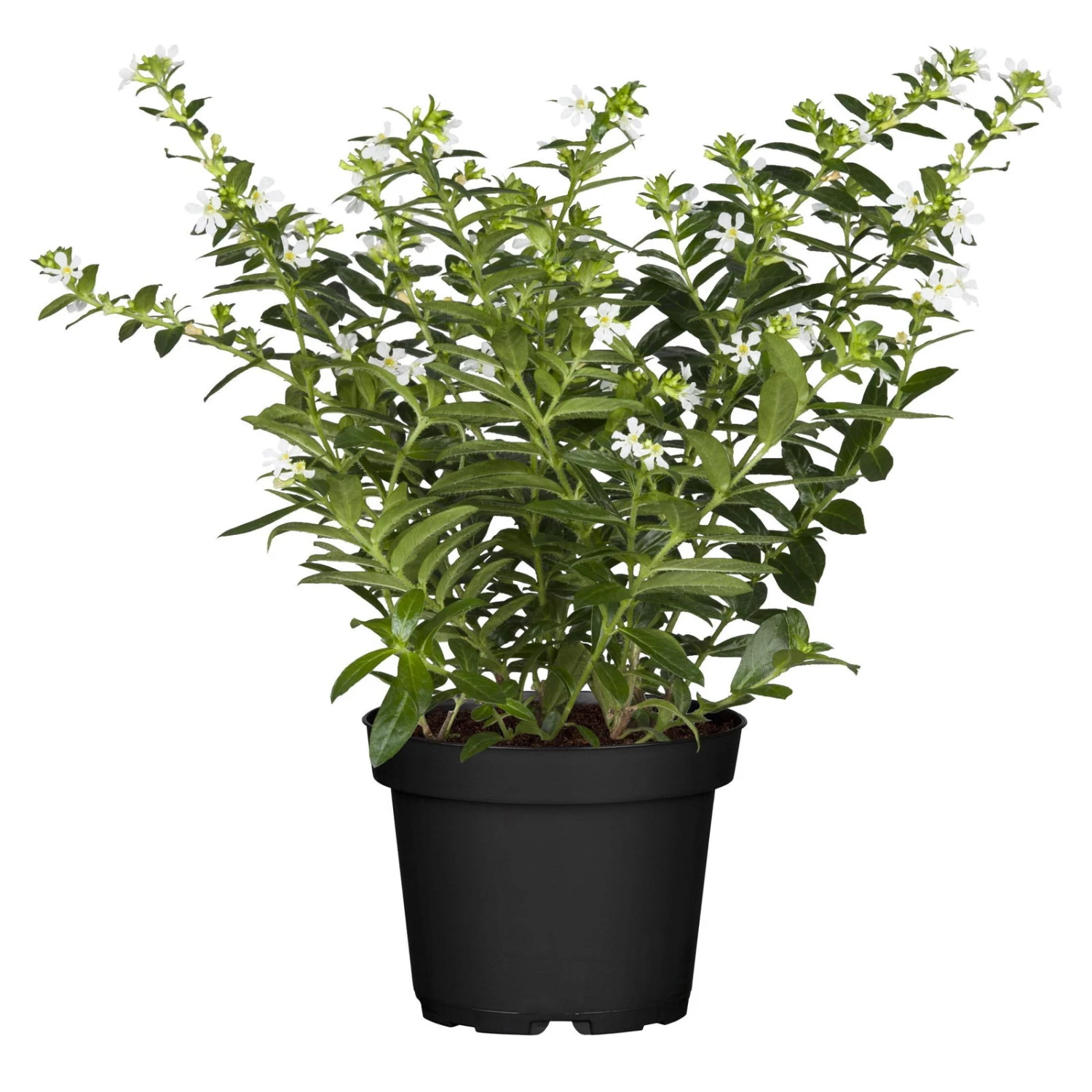 Japanische Scheinmyrte, 6er-Set, Cuphea Hyssopifolia, Weiß, Topf 11 Cm Ø 5 Japanische Scheinmyrte, 6er-Set, Cuphea Hyssopifolia, Weiß, Topf 11 Cm Ø – Bild 3