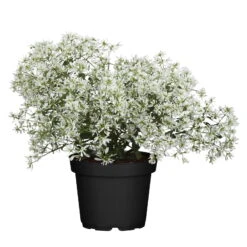 Buntnessel Und Zauberschnee™ Bunt Und Weiß, Topf-Ø 12 Cm, 6er-Set -Madison Verkäufe 0610103455 Euphorbia T12 gefuellt Diamond Snow Set 3Stueck1 74336