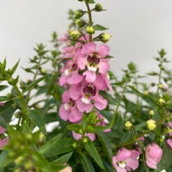 Angelonia Rosa, Topf-Ø 12 Cm, 6er-Set -Madison Verkäufe 0610103602 Angelonia T12 rosa 6er Set WS 3 95673