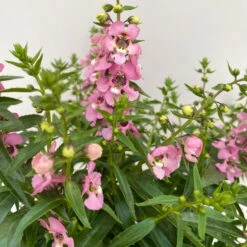 Angelonia Rosa, Topf-Ø 12 Cm, 6er-Set -Madison Verkäufe 0610103602 Angelonia T12 rosa 6er Set WS 4 95674